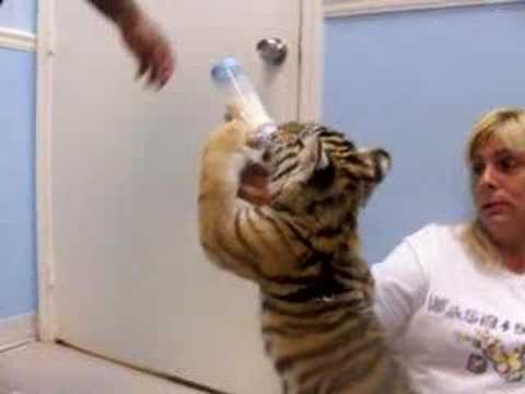 Video Tiger Cub 2