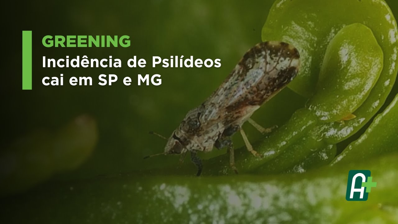 Em 2024, Armadilhas Capturaram 41% Menos Insetos nas Lavouras.