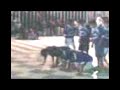 san clemente bajo piura junior herna