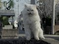 SoftBank ??????? CM