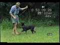 doberman pinscher puppy obedience doberman pinscher puppy obedience