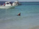 Sea Lion at Carnac Island