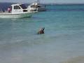 Sea Lion at Carnac Island