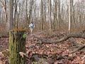 Scales Lake Trail Run 12.06.09