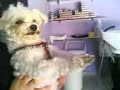 cane religioso che prega !!!!! figo cane religioso che prega !!!!! figo