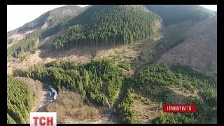 Останні дні Карпат: тотальне вирізання карпатського лісу.