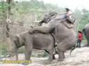Click here to watch this video A turista eo elefante