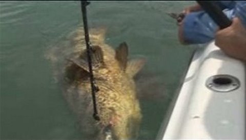 "Chew On This"  Goliath Challenge ...