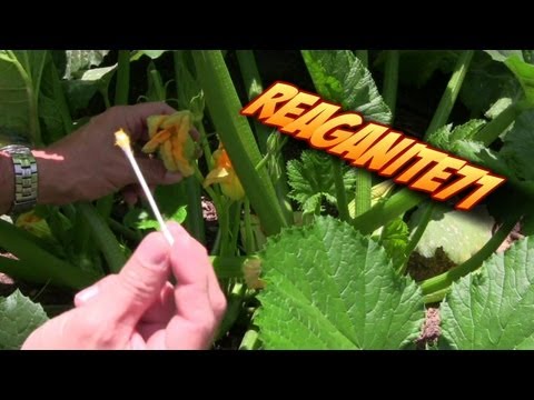 how to hand fertilize zucchini