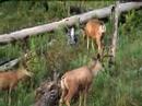 Mule deer in Yellowstone
