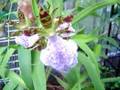 brassavola nodosa and Zygopetalum makaai from brazil two wonderfully fragrant orchids