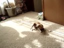 Bellas in Trouble