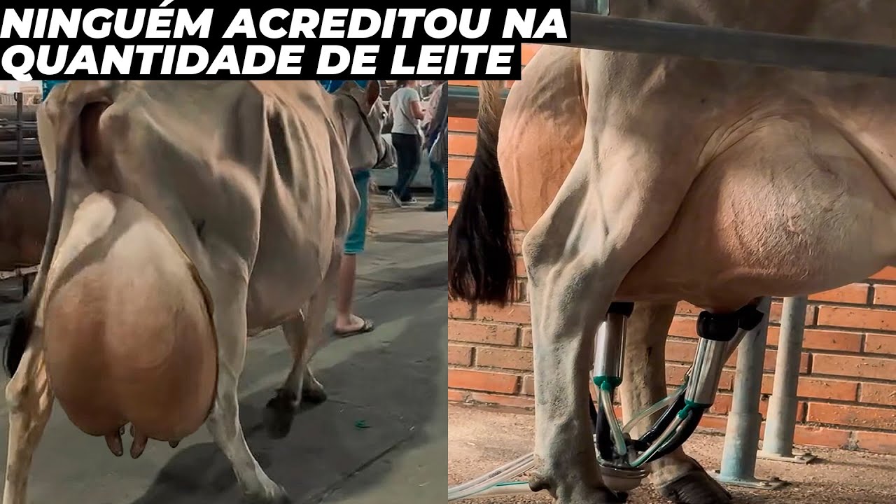VACA JERSEY BATE RECORDE DE PRODUÇÃO DE LEITE EM 24 HORAS