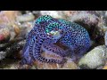 Wakatobi Underwater Slideshow Wakatobi Underwater Slideshow