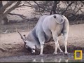 aug 31, 2007 06:07am elands, bull eland, impalas & kudus..pp mashatu game reserve, botswana, africa