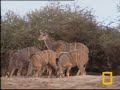 aug 31, 2007 06:07am elands, bull eland, impalas & kudus..pp mashatu game reserve, botswana, africa