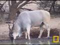 Eland, impala, kudu