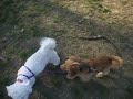 Leo At The Park