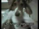 DOG TORTURED - British Animal Testing