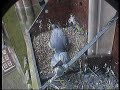 2008 Derby Peregrine Falcon (8) - First egg laid