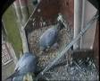 2008 Derby Peregrine Falcon (8) - First egg laid