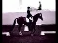 Sassy - American Warmblood - Dressage Horse
