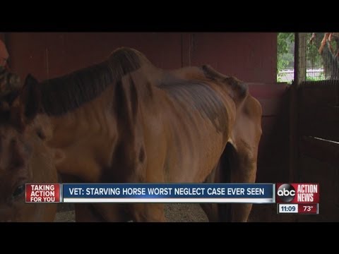 horse - The Hillsborough County Sheriff's Office is filing a neglect charge against a Carrollwood woman for one of the worst cases of horse neglect veterinarians hav...