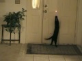 Black Cat Laser Tag