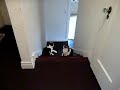 Boxing Cats