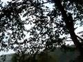 Hiwassee Tarzan Jump by Sandra Carr