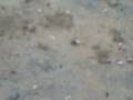 videos de Army Men w/firecrackers