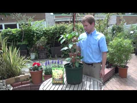 how to fertilize sweet peppers