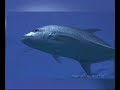 Egypt, Sharm El Sheikh & Luxor resorts
