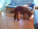 Rusty playing with the Treat N Train