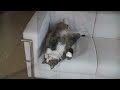 ソファとねこ。-sofa And Maru.