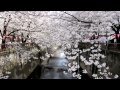 HD: Serph - Pen On Stapler - Vent : Sakura, Nakameguro Hanami, 2011, By Robert Evenden.
