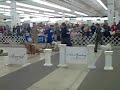 Shawn wins Group 2 Behind Std. Poodle Ch. Mini Moto in Atlanta, Feb. 2008