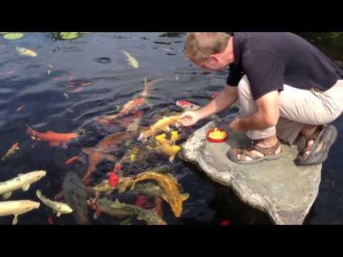 how to care koi fish