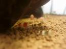 My Bee Shrimp and Red Bee Shrimp