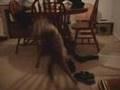 Simba-takes-a-hard-hit