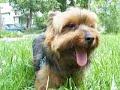 Sweet Polly Purebred Sweet Polly Purebred