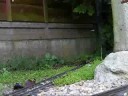 Accucraft Live Steam Beyer Garratt No NG143