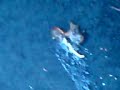 H0W TO KILL A SLUG H0W TO KILL A SLUG