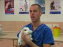 Watch the Rabbit Responsibility Video