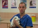 Watch the Rabbit Responsibility Video