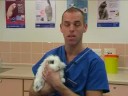 Watch the Rabbit Responsibility Video