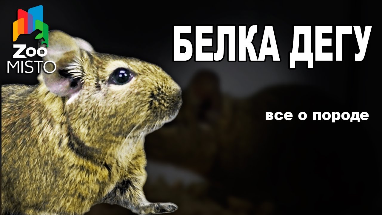 Белка Дегу - Все о виде грызуна | Вид грызуна - Белка Дегу