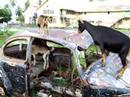 Clonbrook,Guyana Goats carjacked VW Beetle