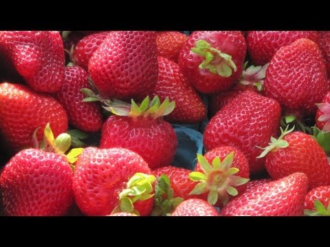how to fertilize everbearing strawberries