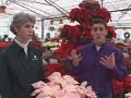 Holiday Poinsettias